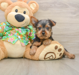 8 week old Yorkshire Terrier Puppy For Sale - Seaside Pups