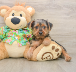 8 week old Yorkshire Terrier Puppy For Sale - Seaside Pups