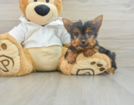 8 week old Yorkshire Terrier Puppy For Sale - Seaside Pups