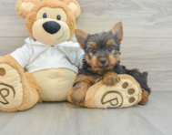 8 week old Yorkshire Terrier Puppy For Sale - Seaside Pups