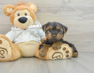 8 week old Yorkshire Terrier Puppy For Sale - Seaside Pups