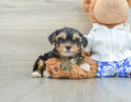 8 week old Yorkshire Terrier Puppy For Sale - Seaside Pups