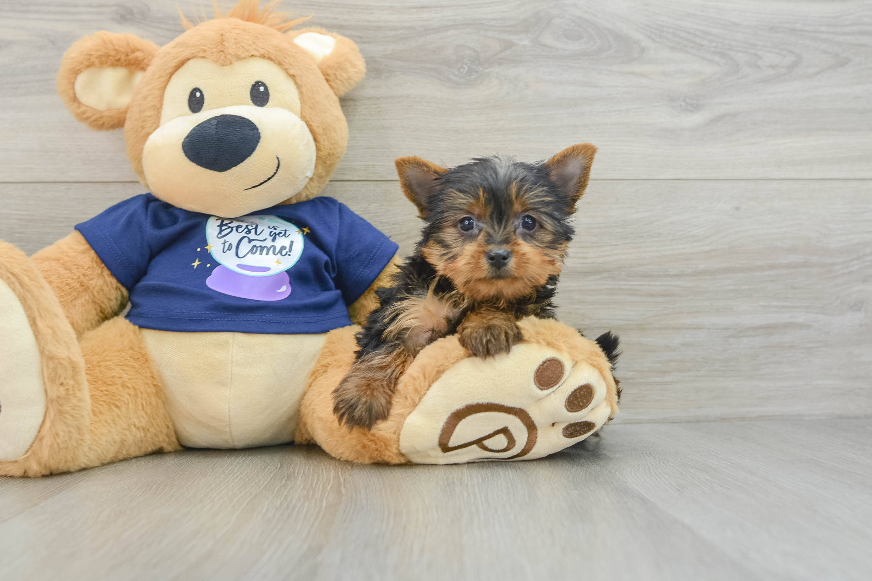 Teddy bear yorkie puppies sales