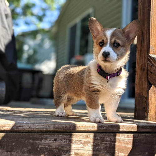 Manassas Pembroke Welsh Corgi Pup