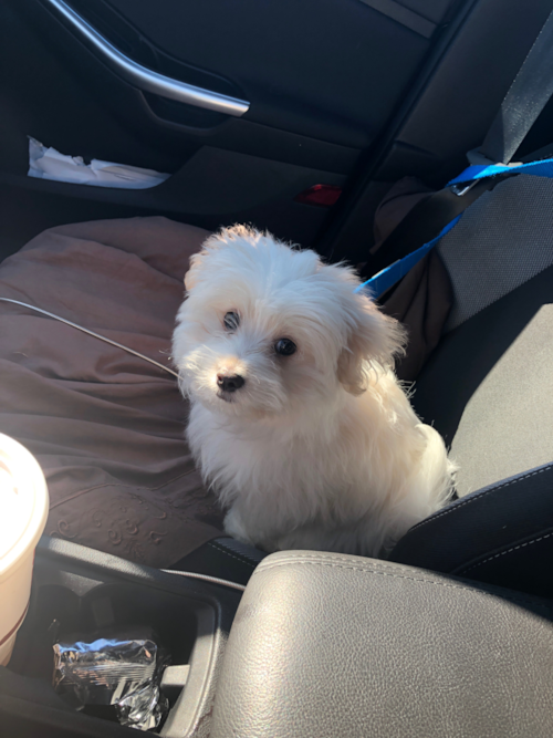 Small Maltipom Pup