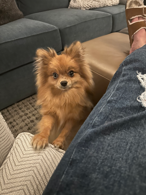 Akc Registered Pomeranian Purebred Pup