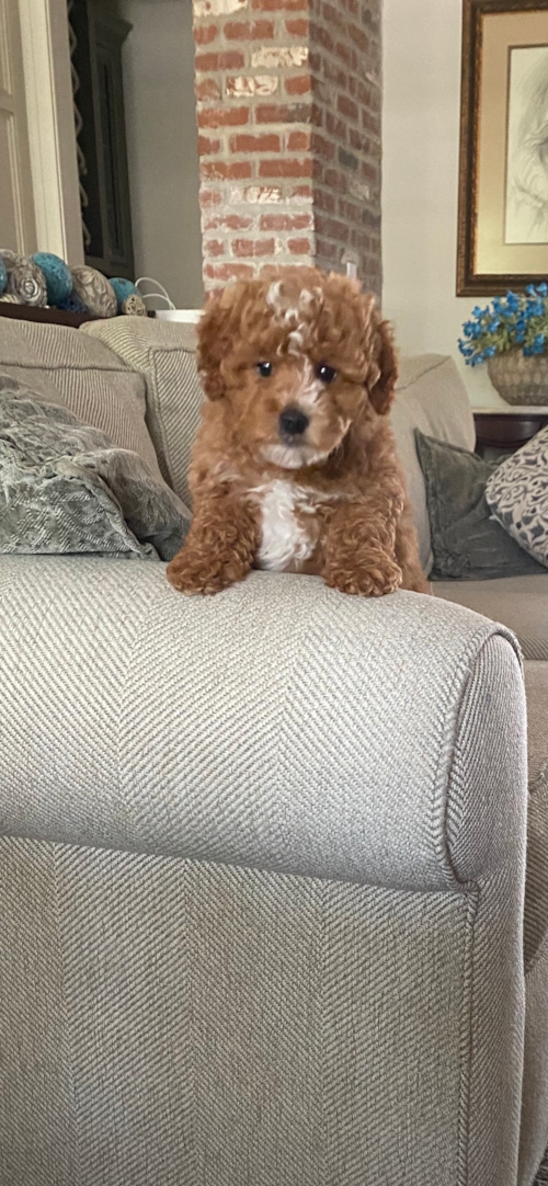 Friendly Mini Goldendoodle Pup