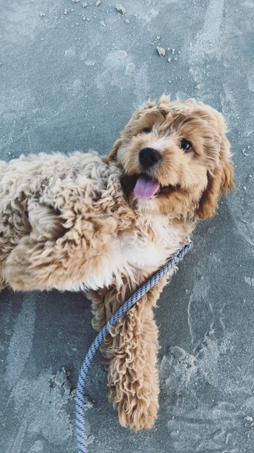 South Cavapoo Pup