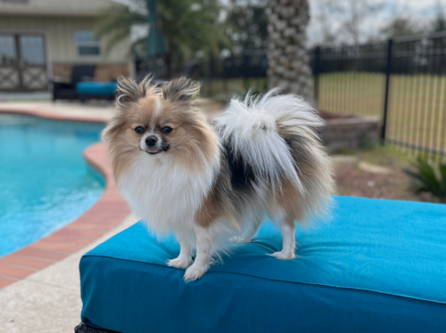 Adorable Pomeranian Purebred Pup