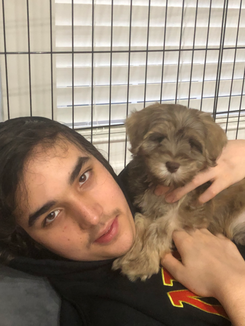 Sweet Mini Labradoodle Pup in Fredericksburg VA